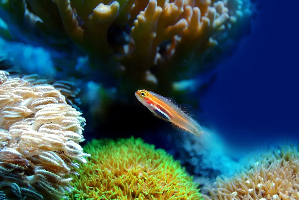 Beginner's guide to setting up a marine reef tank in the UK
