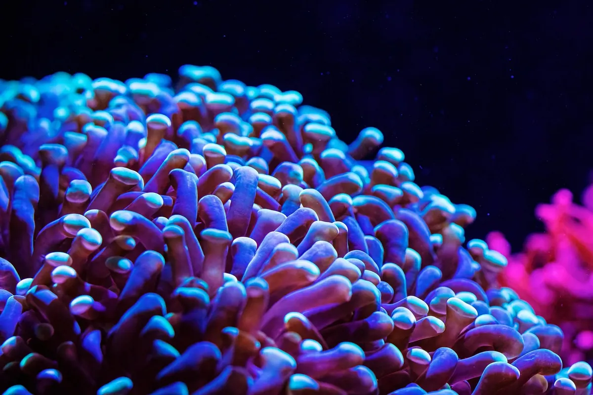LPS vs SPS corals: key differences and which to choose