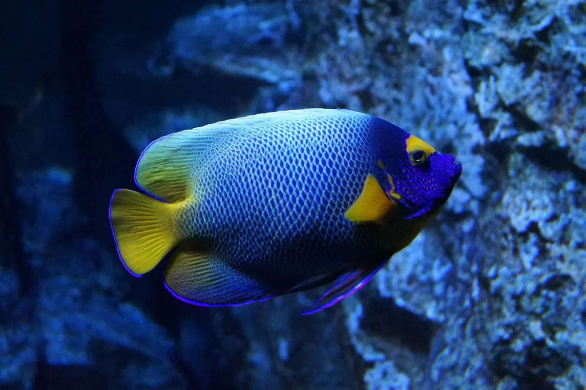Reef tank fish stocking checklist: how many fish can I add?