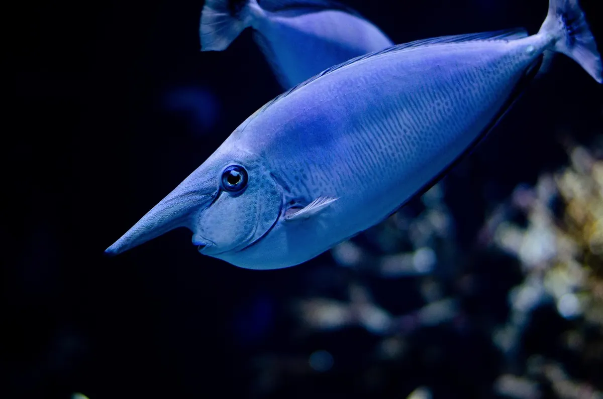 Reef tank lighting schedule: a beginner's guide to photoperiod and intensity
